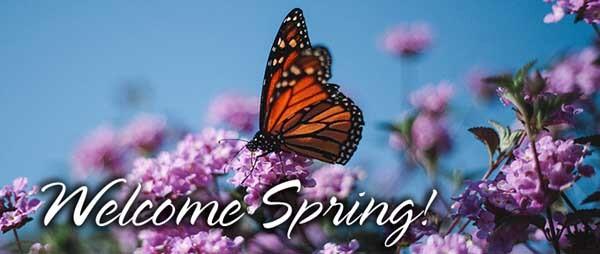 Butterfly on a purple flower