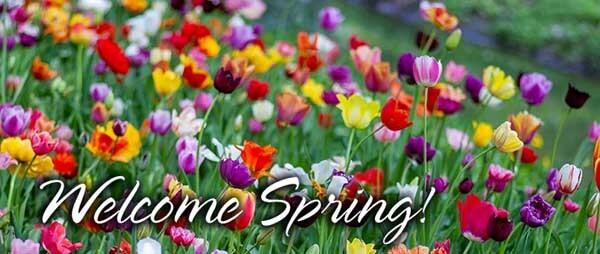 Field of blooming flowers in various colors